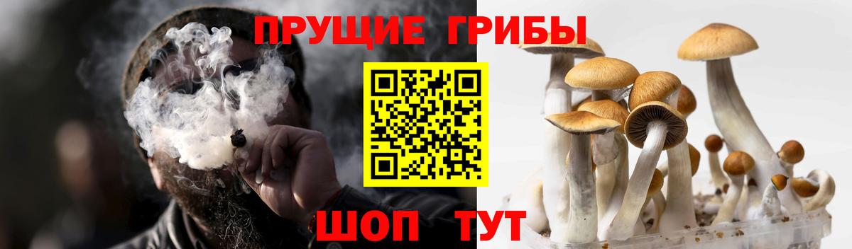 Богородицк  купить  сайты  Галлюциногенные грибы MAGIC MUSHROOMS  Вход с VPN  Галлюциногенные грибы Psilocybe 